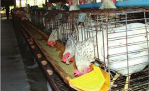 การเลี้ยงไก่ไข่ (1)