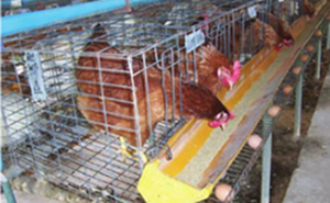 การเลี้ยงไก่ไข่ (6)