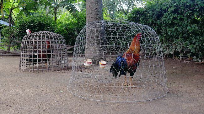วิธีเลี้ยงไก่ชนพันธุ์ดี